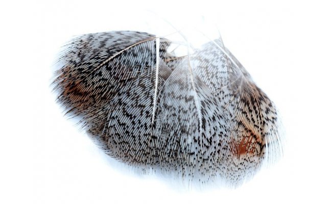 Anglick� koroptev Veniard English Partridge Grey Neck Hackles Anglick� koroptev Veniard English Partridge Grey Neck Hackles p��rodn�