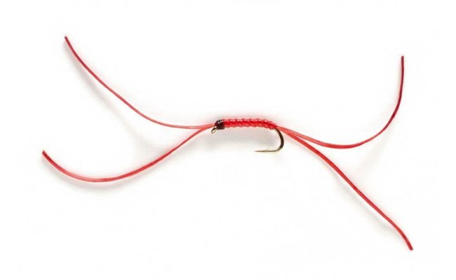 App's Bloodworm Red App's Bloodworm Red, vel. 10