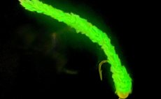 Fosforeskujc enylka FlyBox Phospho Chenille