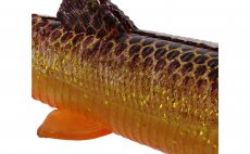 Gumov rybiky Westin BullTeez Shadtail Gold Rush - detail