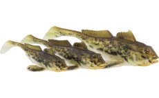 Gumov rybiky Westin Gunnar The Goby Spotted Goby