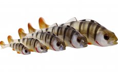 Gumov rybiky Westin Original Perch T Perch