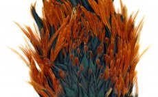 Kohout sedlov skalp Whiting Rooster Saddle 4 B's