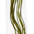 Kohoutí srpky Whiting 100 Pack - Velikost 12