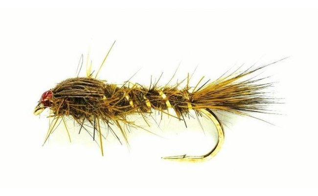 Nymfa Zaje�� ou�ko olivov� zat�en� Nymfa Zaje�� ou�ko olivov� zat�en�, vel. 12