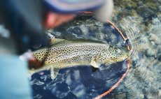 Podbrk Guideline Multi Grip PE-Mesh