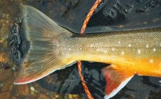 Podbrk Guideline Multi Grip Rubber Mesh