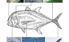 GT - A Flyfisher's Guide To Giant Trevally - Kniha - Nhled do knihy