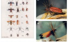 Terrestrials & Co. - Nhled do knihy