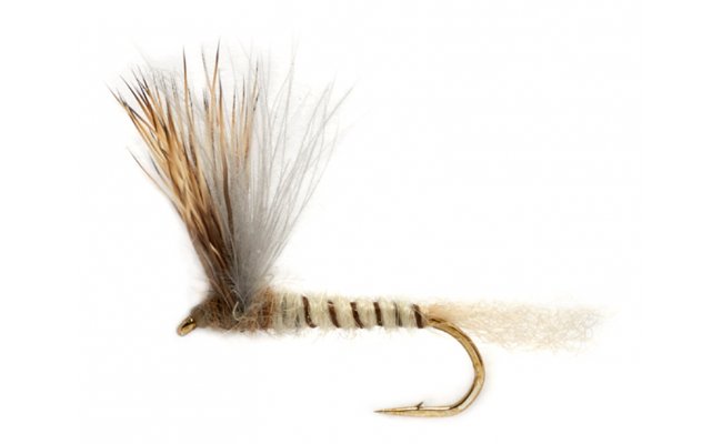 Procterova napodobenina velk mjovky kladouc vajka Procterova napodobenina velk mjovky kladouc vajka, vel. 10