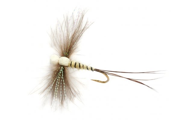 Procterova napodobenina velk odumel mjovky Procterova napodobenina velk odumel mjovky, vel. 10