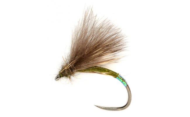 Procterv olivov CDC rozenec s perleovm tipem B/P Procterv olivov CDC rozenec s perleovm tipem B/P, vel. 14