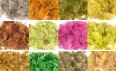 Uk�zka barevn�ch variant koroptve