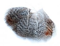 Anglick� koroptev Veniard English Partridge Grey Neck Hackles Natural & Dyed