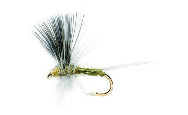 Blue Winged Olive Thorax Blue Winged Olive Thorax, vel. 16