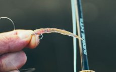 Mu�ka�sk� ���ra intermedi�ln� Guideline Coastal Classic - V akci