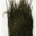 Paví paprsky Fulling Mill Premium Selected Peacock Herl přírodní