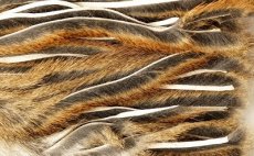 Zonkerov psky z Americk veverky Veniard Micro Zonker Pine Squirrel