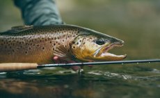 Mukask prut Guideline NT11 Trout Series - V akci