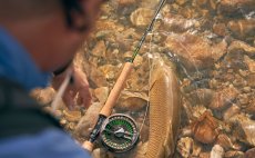 Mukask prut Guideline Elevation