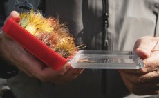 Krabika na muky Fulling Mill Streamer Box - V akci