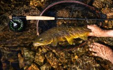 Mu�ka�sk� set - Guideline Embrace Euro Nymph SH