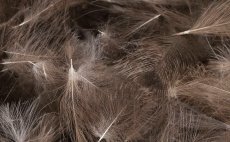 CDC pe z divok kachny Quill & Fly Wild Duck Bulk Pack 2g