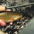 Muškařský set - Guideline Embrace Light Trout SH - V akci